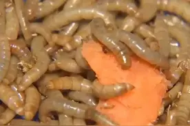 2006年山东男子借来7000元，靠养黄色小虫，如今一年收入3000万图片