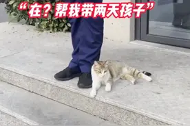 浙江杭州 两个月前陪蓝朋友站岗的猫妈妈，把孩子丢给蓝朋友了图片