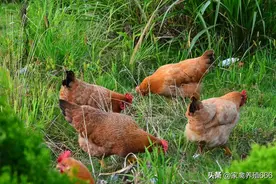 鸡感冒各个发展阶段的症状 鸡流行性感冒最佳治疗方法图片