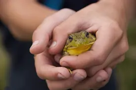 十几年前，经常能在河边看到成群的青蛙，为啥如今青蛙越来越少了图片