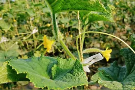 作物发生卷叶、褶皱的4个解决方法图片