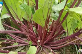 尝一口冬季时令鲜滋味 红菜薹应季上市图片