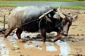 农村俗语：“只有累死的牛，没有耕坏的田”，啥意思？有道理吗图片