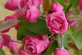 40岁老公失业5年，彻底躺平，妻子痛不欲生！网友神评论，亮了！图片