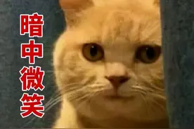 原来“橘猫”最爱吃这7种食物，恨不得天天都吃！图片
