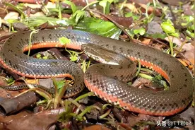 水蛇是无毒蛇吗？别再傻傻分不清了，教你做菊花水蛇羹，鲜嫩多汁图片