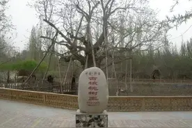 新疆有棵核桃树王，5人牵手拥抱，每年结出6000多个核桃图片