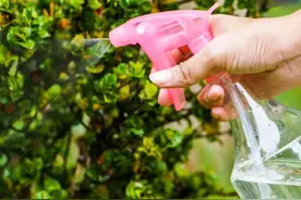 养花7种“病”，危害特别大，几种“小药”喷一喷，小虫消灭净图片