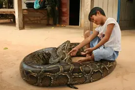 大蛇守护的弃婴慢慢成长，一路荆棘坎坷(三)图片