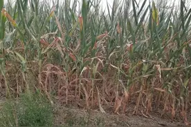 特大干旱，全国多地干旱致农作物减产，2022年粮食或短缺？图片