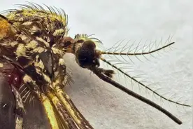 人大代表提议全面消灭蚊子！如果蚊子全部灭绝了，到底有多可怕？图片