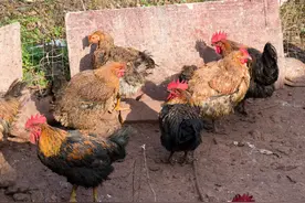 农村饲养的鸡一定是土鸡吗？图片