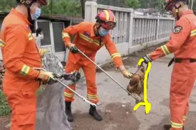“蛇被抓还咬着鸡不放”！贪吃蛇又偷鸡，被蛇咬死的鸡还能吃吗？图片
