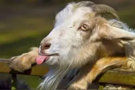 古人的“温柔”酷刑——笑刑，用山羊的舌头执行，让人无法忍受图片