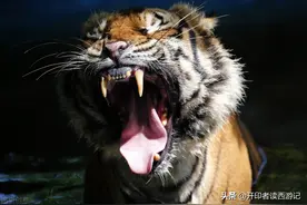 唐僧居然是王母以前的坐骑老虎，白骨精玉兔唐僧均来自月亮图片