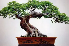 易养活又漂亮的10例盆景植物，选择最喜欢的来培育图片