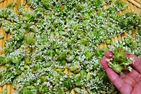 腌韭菜花酱，直接加盐腌就“废”了，多加4味，放1年都不坏，特鲜图片