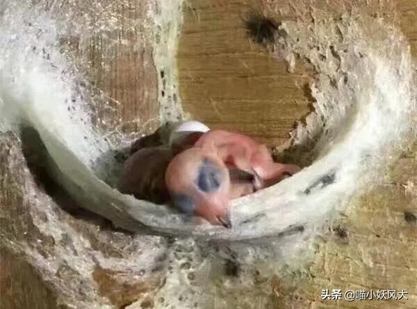 燕窝有营养价值吗 知乎 2026年燕窝有营养价值嘛