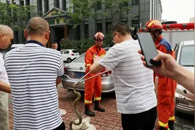 分宜惊现大量毒蛇！银环蛇、眼镜蛇图片