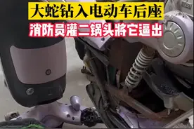 河南菜花蛇钻入电动车内，半瓶二锅头“引蛇出洞”，蛇怕白酒吗？图片