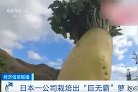 日本广岛种出“巨无霸”萝卜，重60斤！所用“科技”，真这么牛？图片
