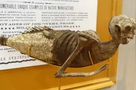 你见过这样的美人鱼吗？图片