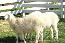 夏天喂羊喝什么水比较好？饮水的注意事项图片