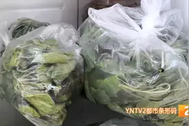 进小区采摘、网购、甚至直接买桑树！又到了三年级娃娃“拼”家长的季节了图片