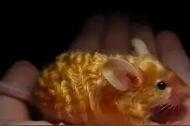 27张“活久未见”的罕见图片，黄金鼠，活似龙的生物图片