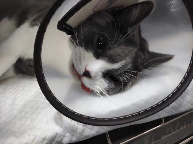 公猫做完绝育后的注意事项（猫咪绝育后的7大注意点）