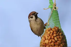 麻雀的气性有多大？麻雀的生存能力数一数二，为何不能人工饲养？图片