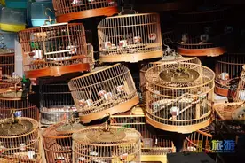 实探！冬日虫鸣交响曲，老北京人都爱去的地儿图片