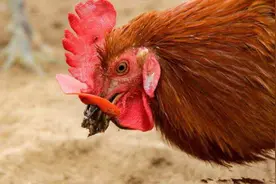 鸡如果吃了水蛭，水蛭可以钻破鸡的肠胃，长期在鸡的体内吸血吗？图片