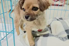 流浪的毛孩子，遭遇车祸，奄奄一息，它能挺过去吗？图片