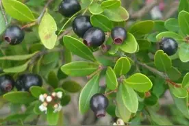 “家有赤楠，万事不难”！若您遇见它，就是福气，人称“鸳鸯树”图片