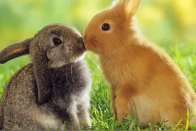 兔年想养兔？别再上“80元双血侏儒兔”的当 来看看有哪些品种的兔图片