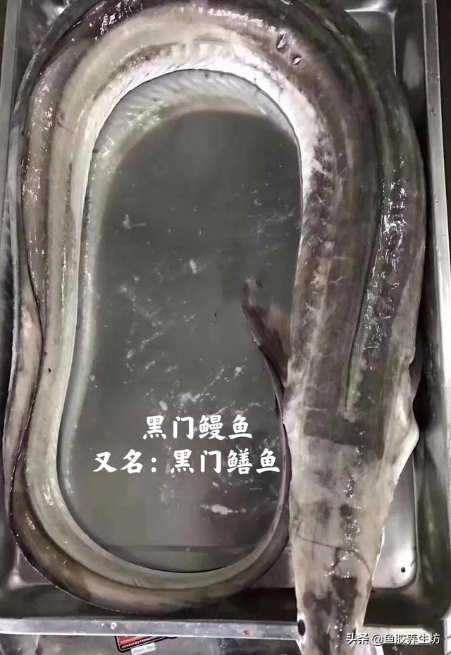 黄门鳝肚花胶怎么做 2026年黄门鳝胶与花胶的区别