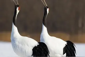每日一动物：丹顶鹤 [dān dǐng hè]图片
