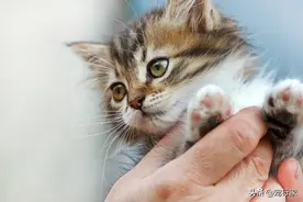 撸猫也要讲究手法！撸不好，猫主子立刻会翻脸！如何正确撸猫？图片