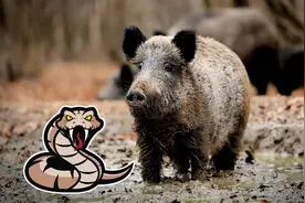 毒蛇遇到野猪连哭的机会都没有，是真的吗？图片