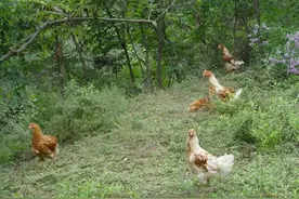 鸡吃水蛭，会被水蛭钻破肠胃吗？为何有些水蛭能在人体内存活？图片