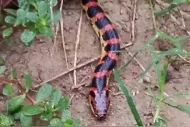 湖北男子砸死73条蛇，死后坟头上有蛇群聚集，难道蛇会记仇吗？图片