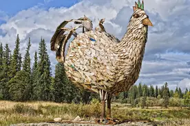 你真的吃得起鸡吗？价值不菲的六种“鸡中贵族”，什么鸡值一套房图片