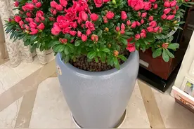 室内养花爱生虫？5个“笨方法”，不用喷药水，小虫消灭净图片