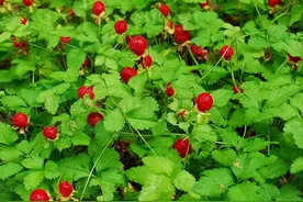 蛇莓的习性、生长环境、养殖技巧、注意问题图片