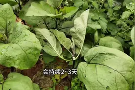 如何发现早孕，快来避坑。#孕早期症状图片