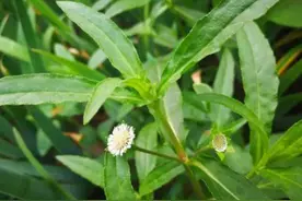 老中医叫它“黑发草”，花朵如莲蓬，汁液如墨水，如今十分稀少图片