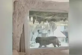 【三国部落】“虎景房”沉浸式体验，给顾客留下的是惊喜还是惊吓？图片