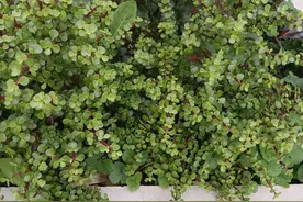 飒爽英姿五尺枪，曙光初照演兵场图片