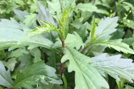 农村一种野草，人称“马兰头”，是一种美味的野菜，你吃过吗？图片